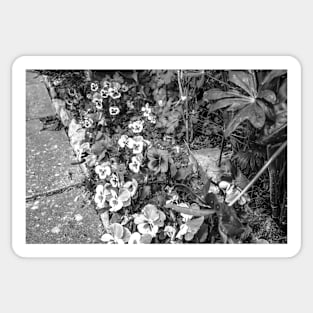 Flowerbed of pansies Sticker